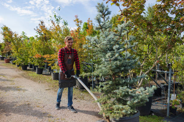 Best Local Tree Services  in Warren, IL